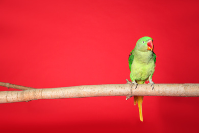 Photo of Beautiful Alexandrine Parakeet on tree branch against red background