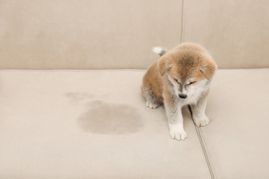 Photo of Cute Akita inu puppy near wet spot on sofa. Untrained dog