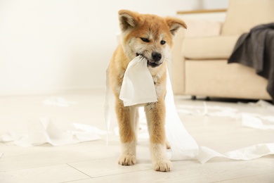 Photo of Cute akita inu puppy playing with toilet paper indoors