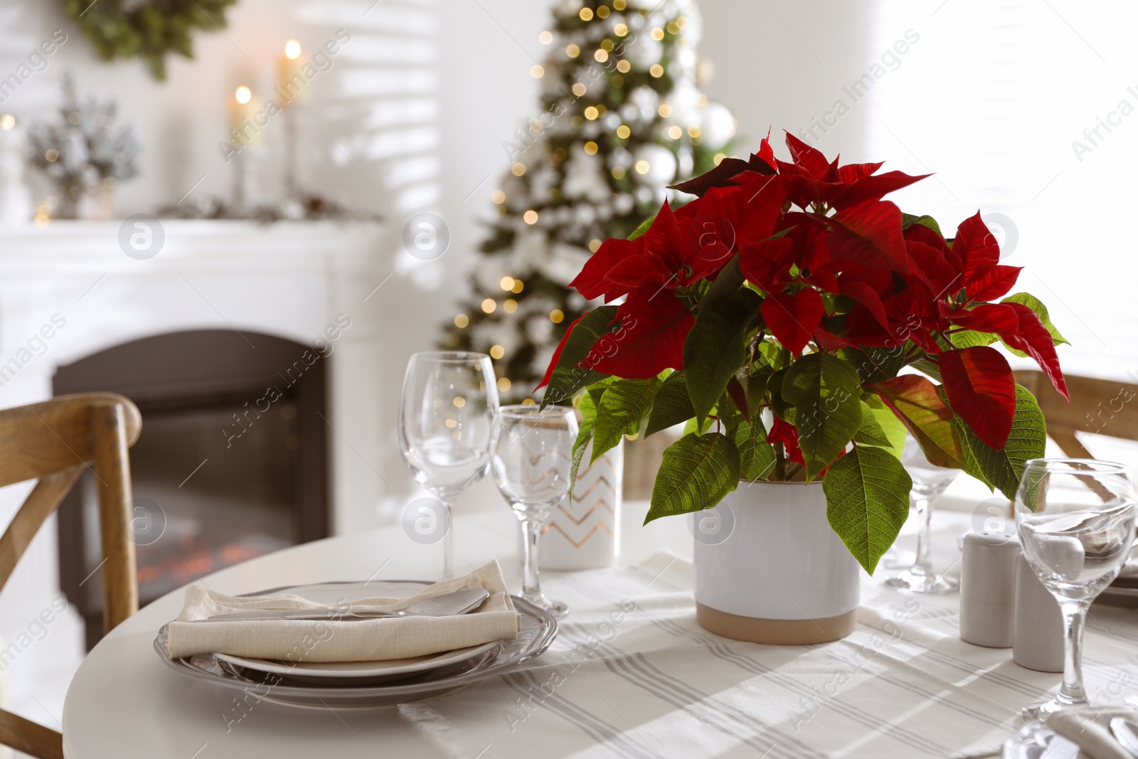 Photo of Christmas traditional flower Poinsettia on table with festive setting in room