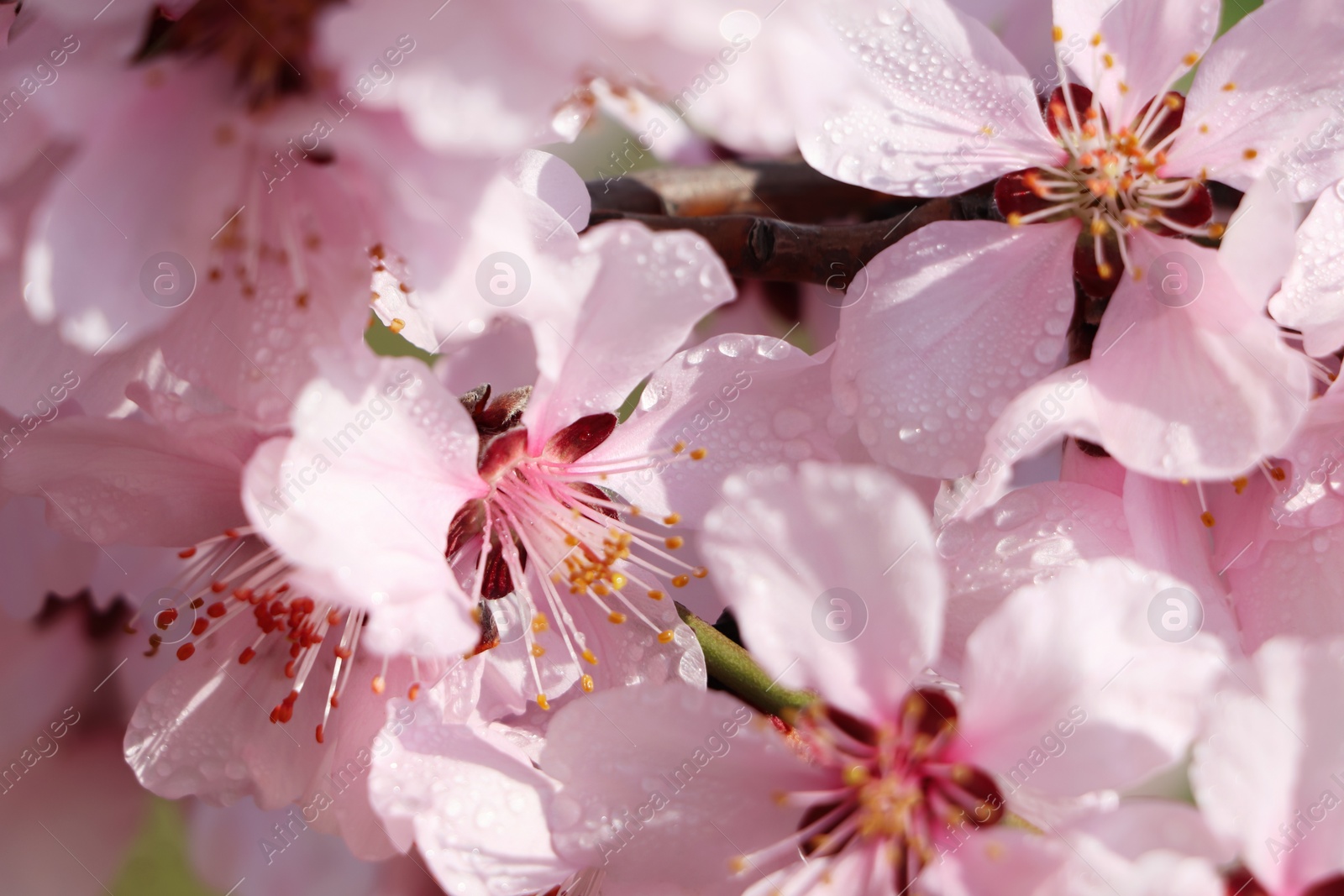 Photo of Beautiful cherry tree blossoms with dew drops outdoors on spring day, closeup