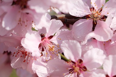 Beautiful cherry tree blossoms with dew drops outdoors on spring day, closeup