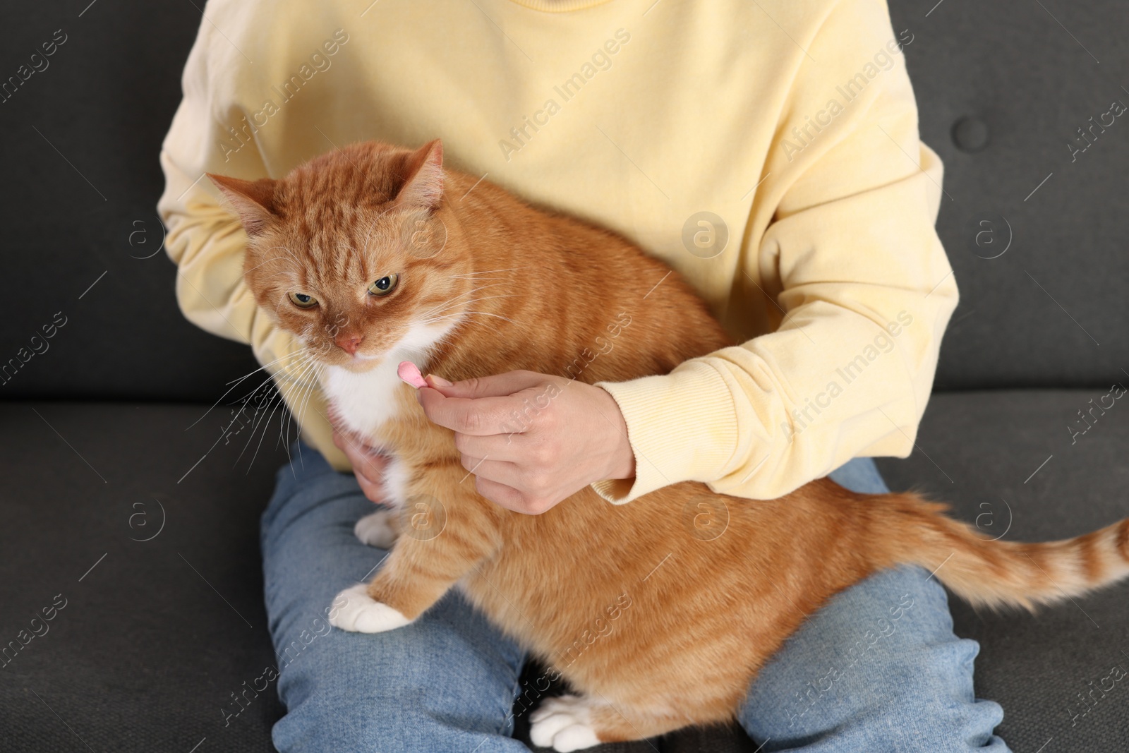 Photo of Woman giving vitamin pill to cute ginger cat on couch indoors, closeup