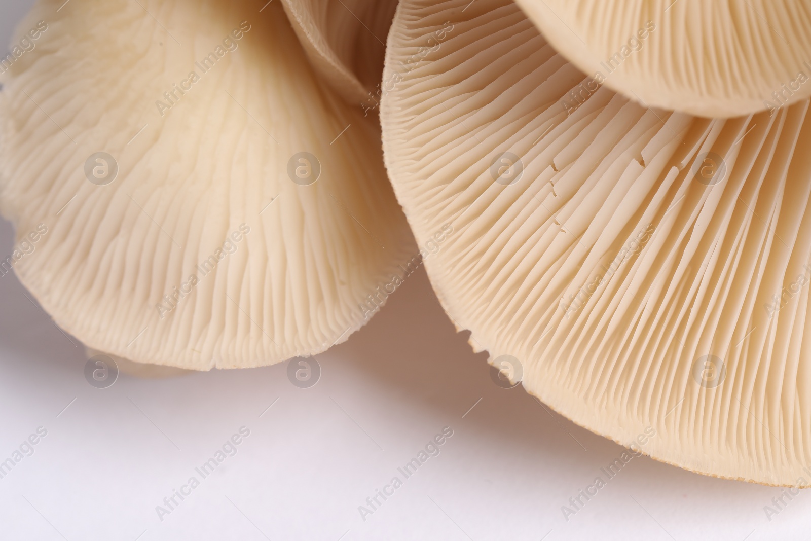 Photo of Fresh oyster mushrooms on white background, macro view