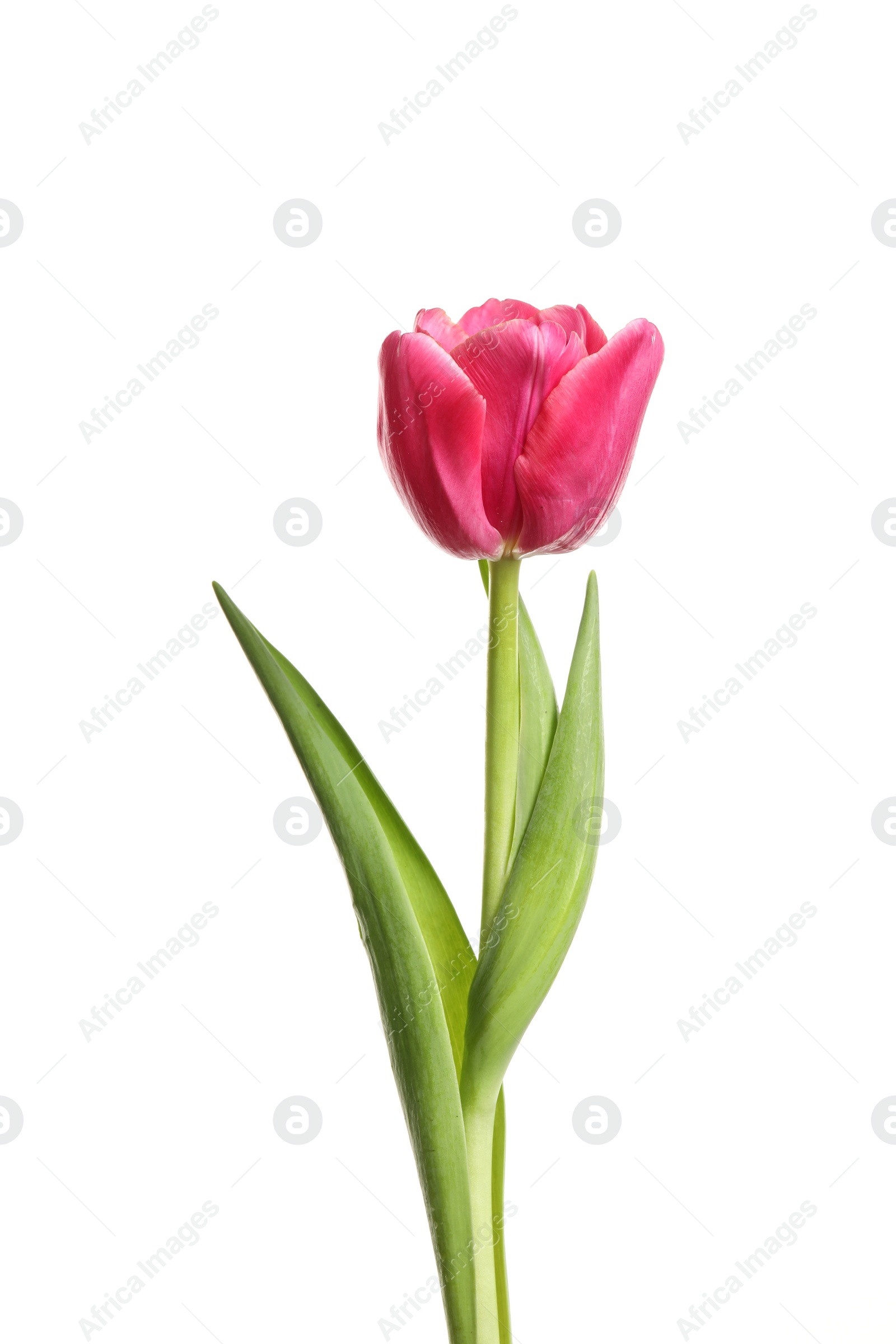 Photo of Beautiful tender spring tulip isolated on white