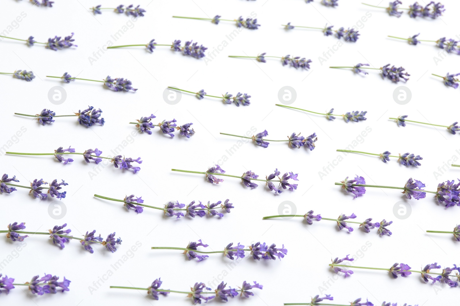 Photo of Beautiful fresh lavender flowers on white background