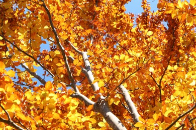 Photo of Tree with beautiful bright leaves outdoors on sunny autumn day