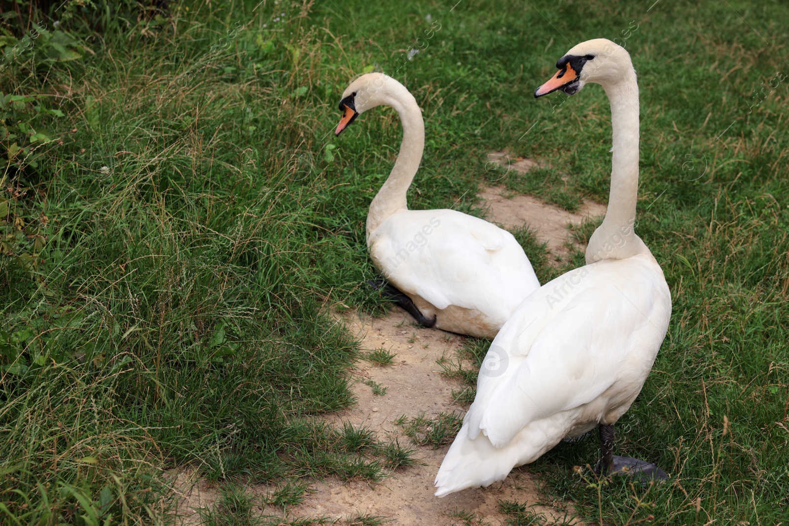 Photo of Two beautiful white swans on green grass outdoors