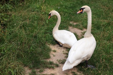 Photo of Two beautiful white swans on green grass outdoors