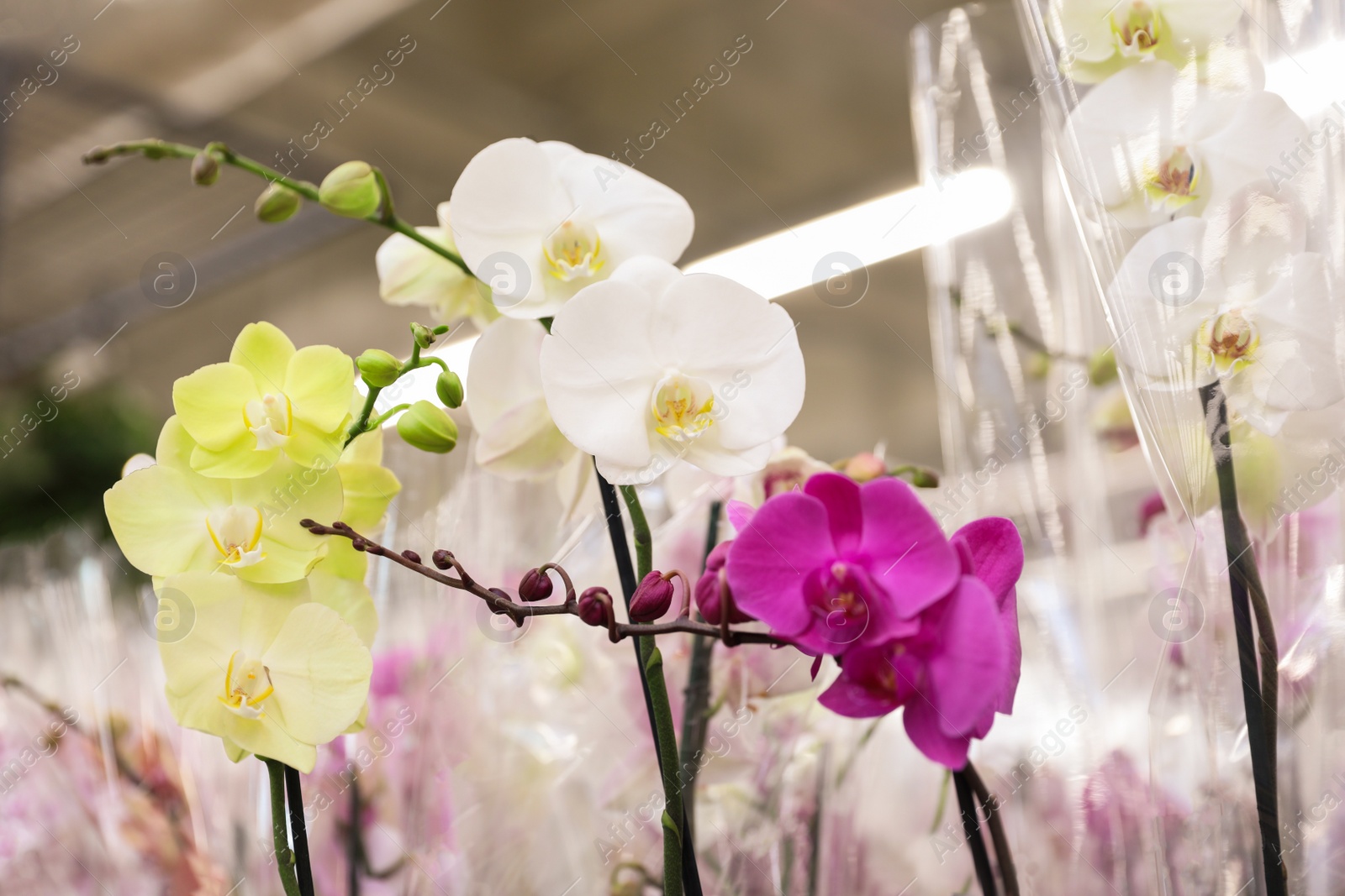 Photo of Beautiful blooming tropical orchid flowers on blurred background