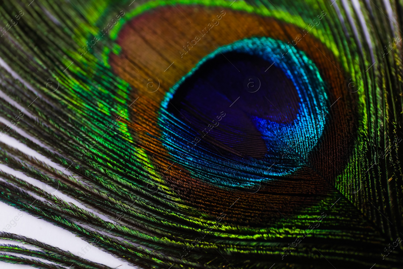 Photo of Beautiful bright peacock feather on white background, closeup