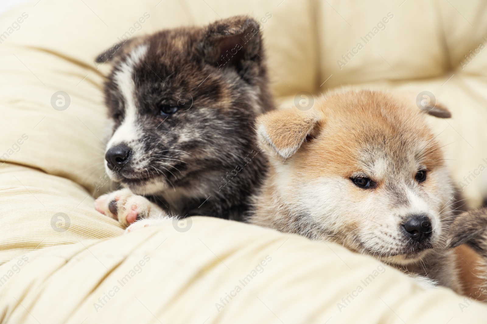 Photo of Akita inu puppies on pet pillow. Cute dogs