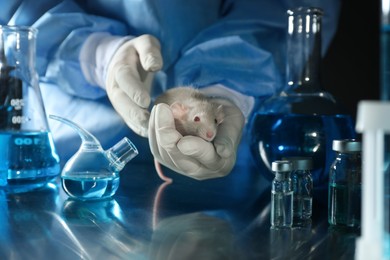 Scientist with rat in chemical laboratory, closeup. Animal testing