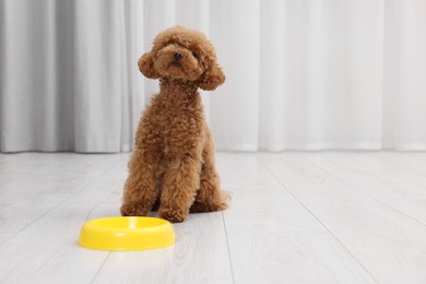 Cute Maltipoo dog near feeding bowl indoors, space for text. Lovely pet