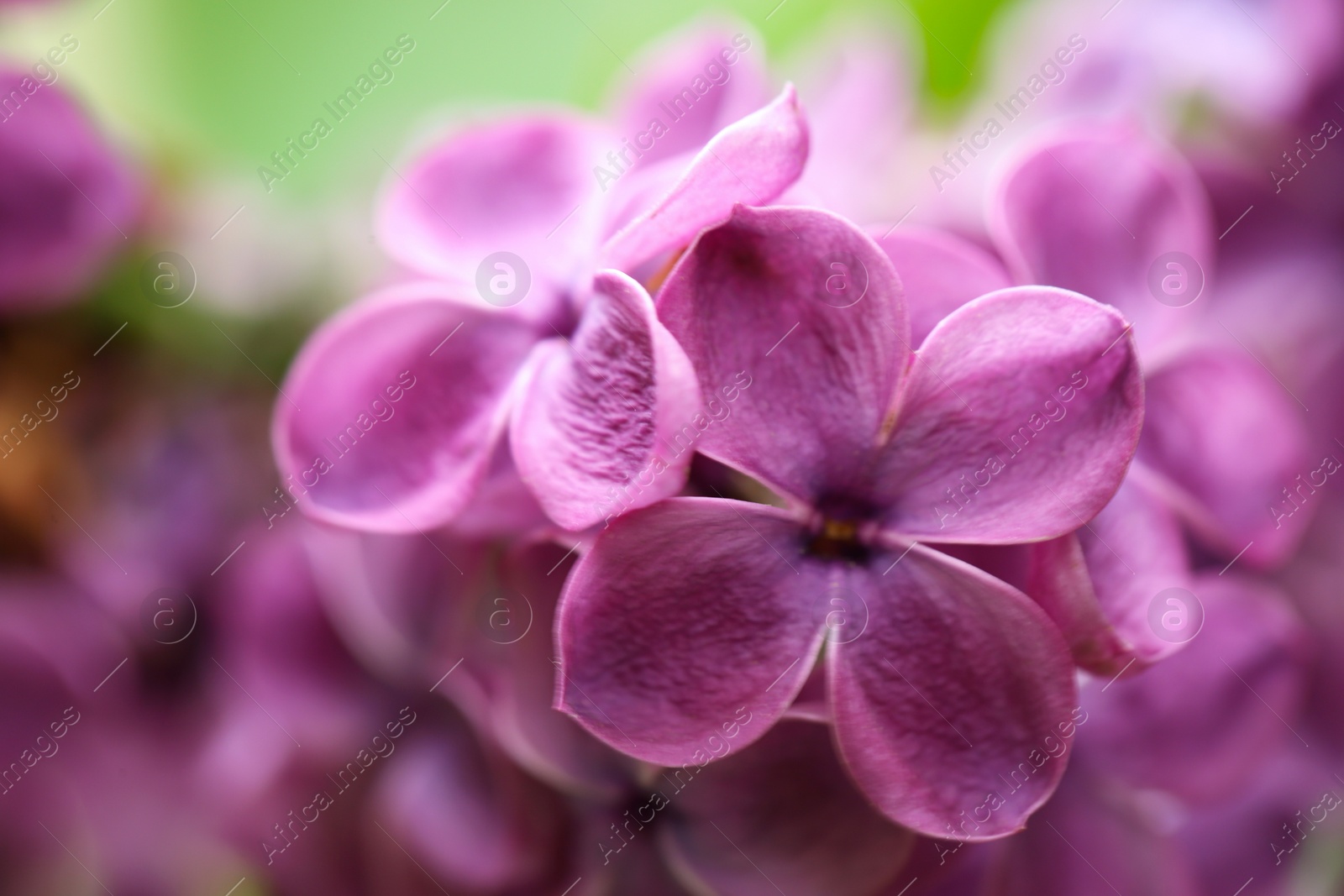 Photo of Beautiful blossoming lilac flowers on blurred background, closeup. Space for text