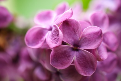 Photo of Beautiful blossoming lilac flowers on blurred background, closeup. Space for text