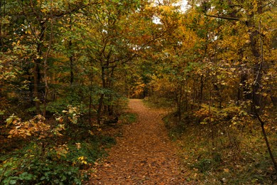 Photo of Pathway with many fallen leaves between beautiful trees in autumn park