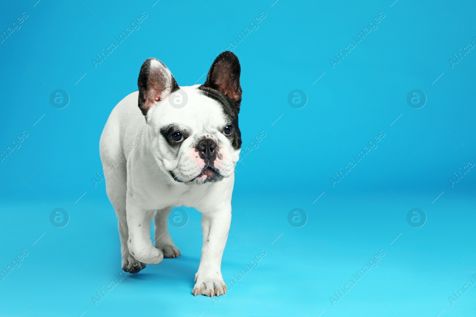 Photo of French bulldog on blue background. Space for text