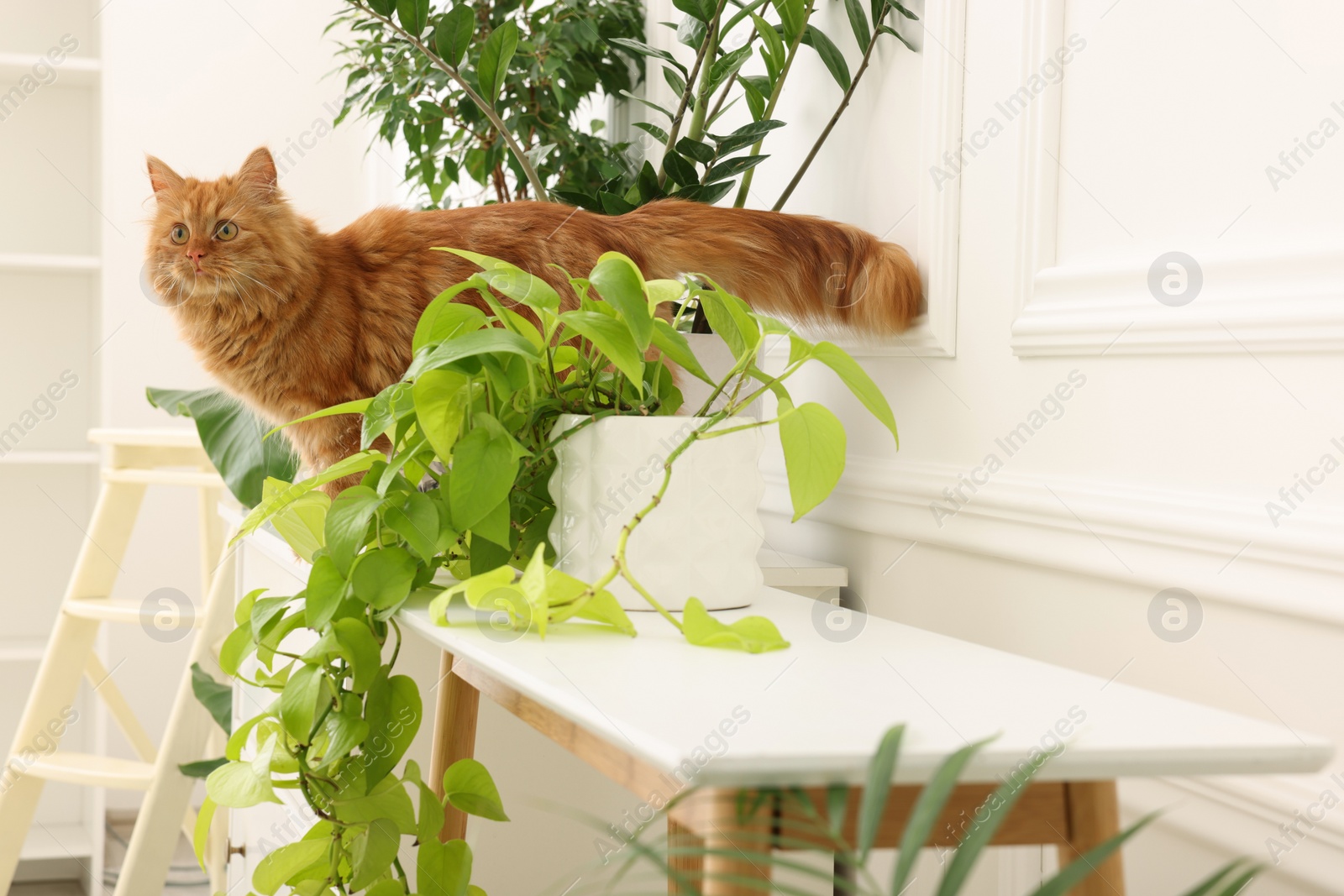 Photo of Adorable red cat near green houseplants on white table at home