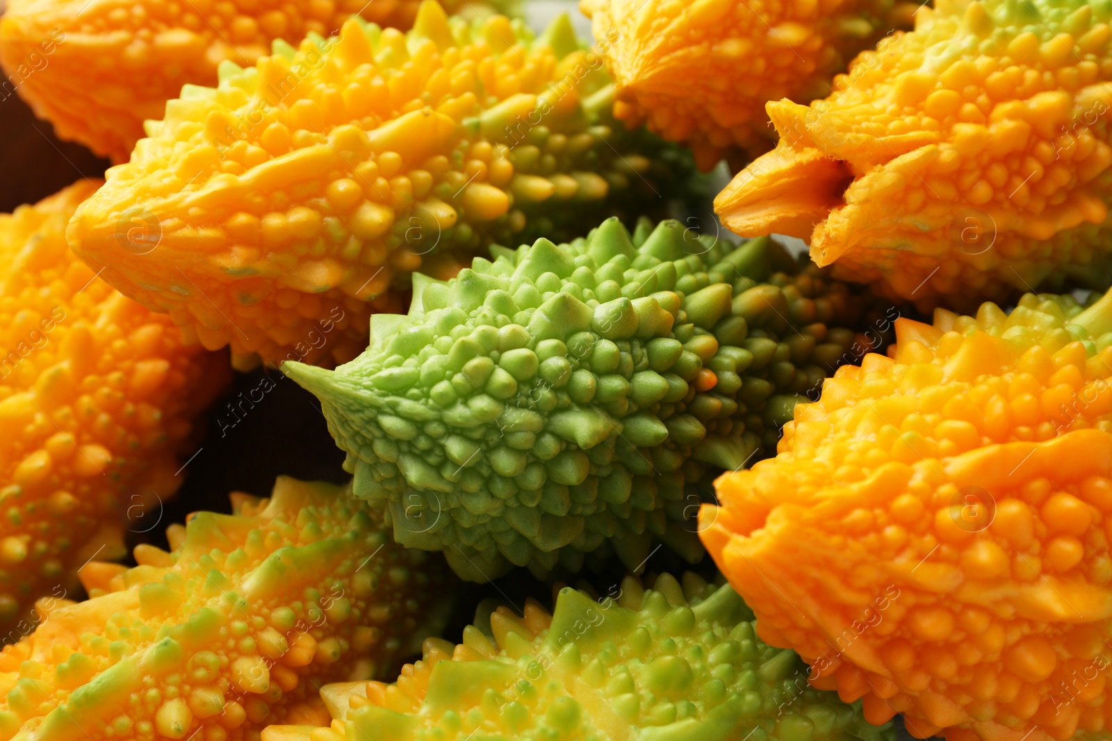 Photo of Many fresh bitter melons as background, closeup