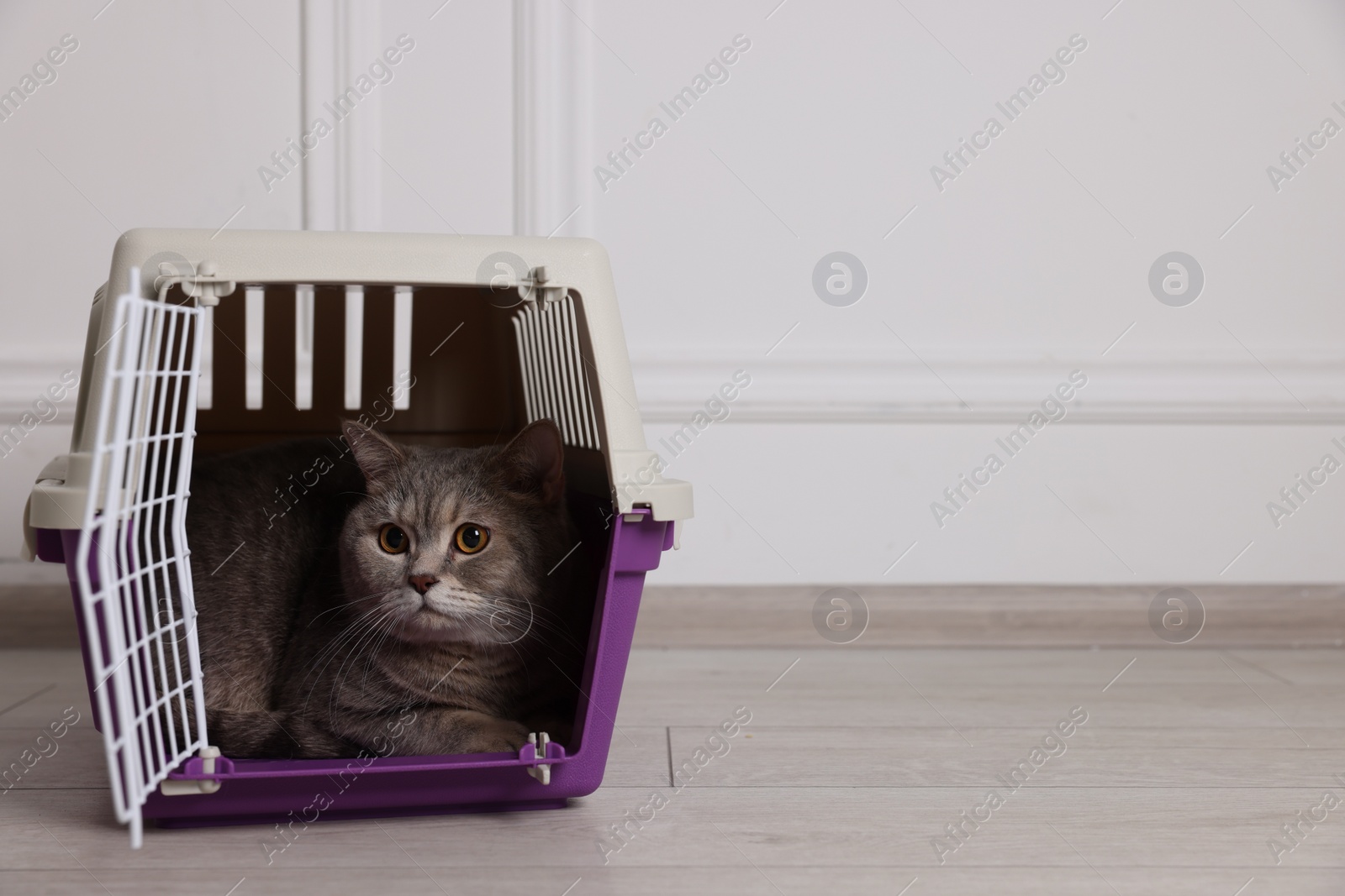 Photo of Travel with pet. Cute cat in carrier on floor near white wall indoors, space for text