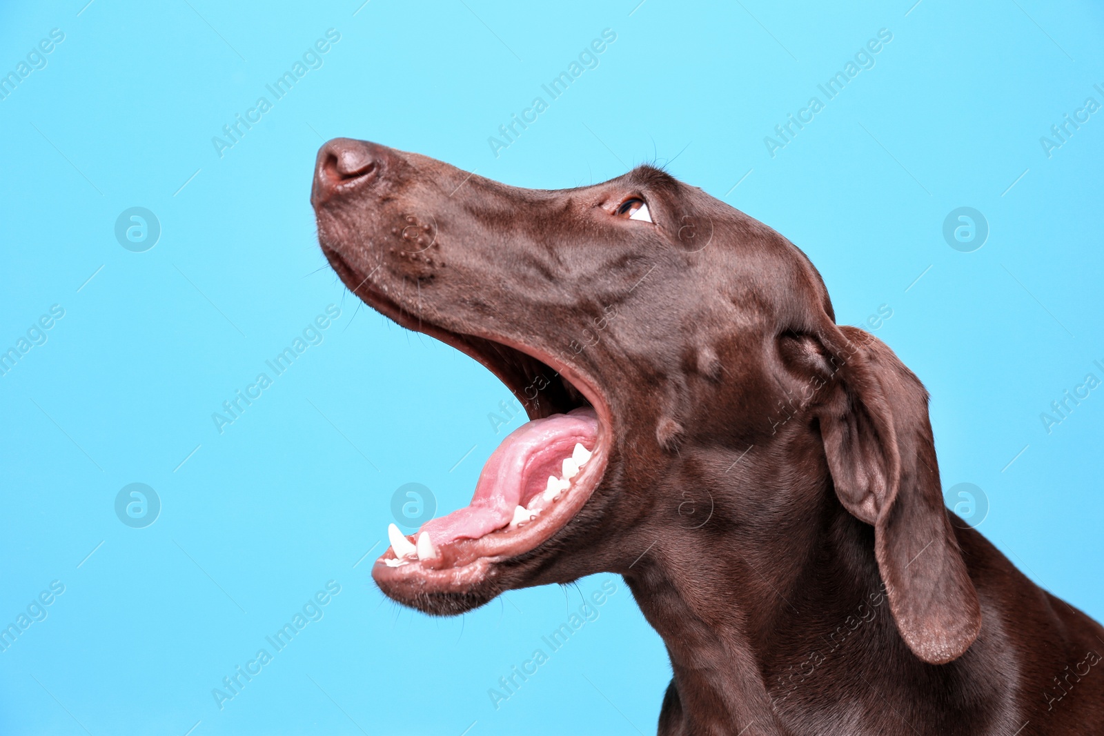 Photo of German Shorthaired Pointer dog on color background