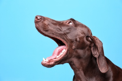 German Shorthaired Pointer dog on color background