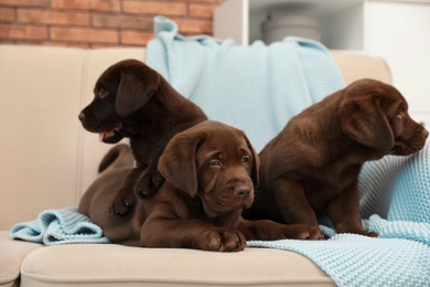 Photo of Chocolate Labrador Retriever puppies with blanket on sofa indoors