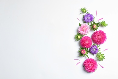 Beautiful aster flowers on white background, top view. Space for text