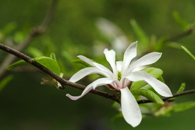 Magnolia tree with beautiful flower on blurred background, closeup