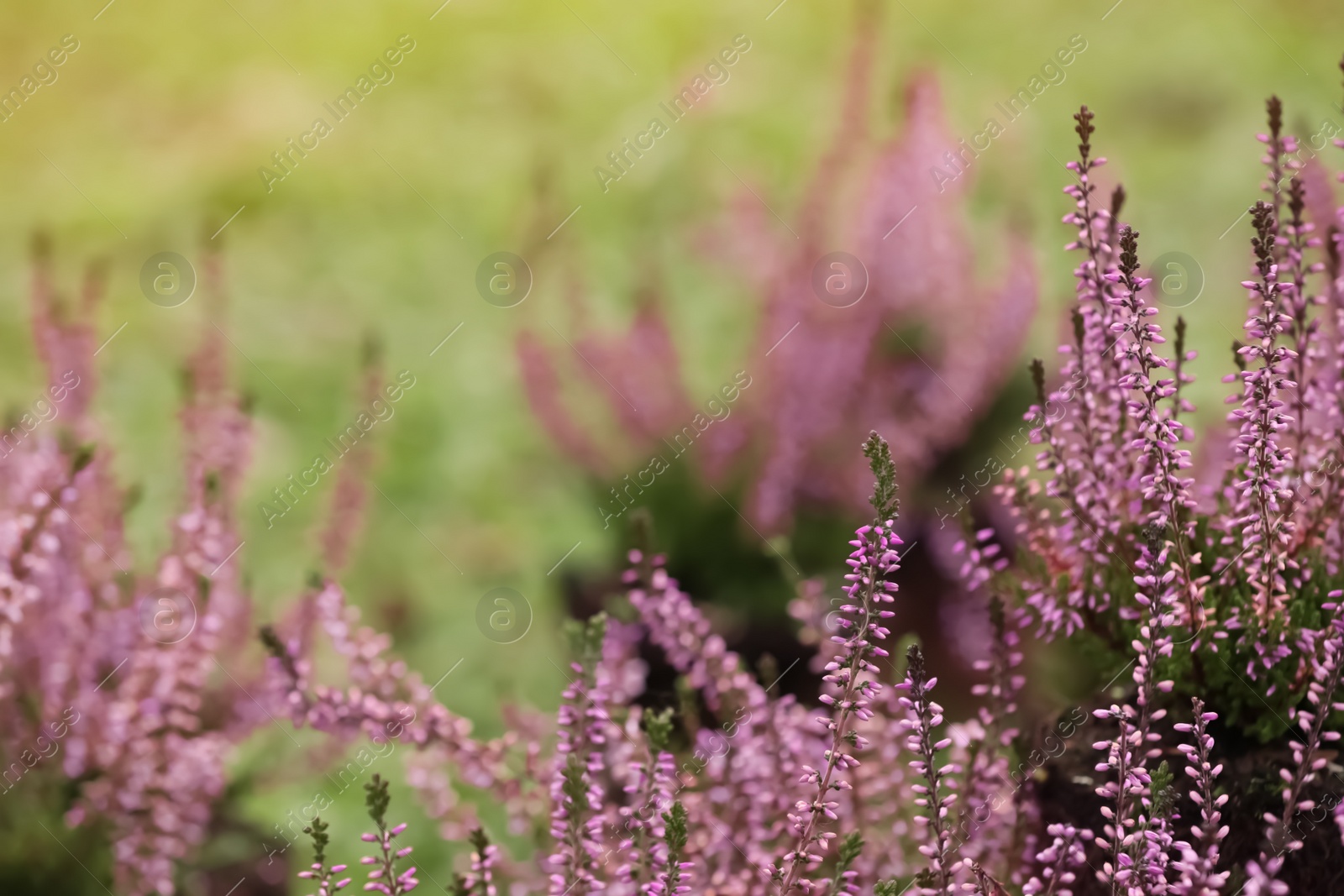 Photo of Heather shrub with beautiful flowers outdoors on spring day