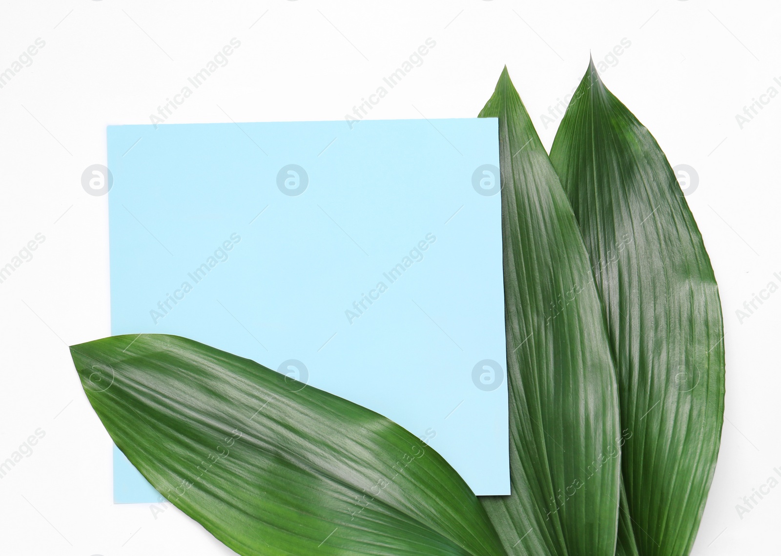 Photo of Beautiful composition with tropical leaves on light background, top view