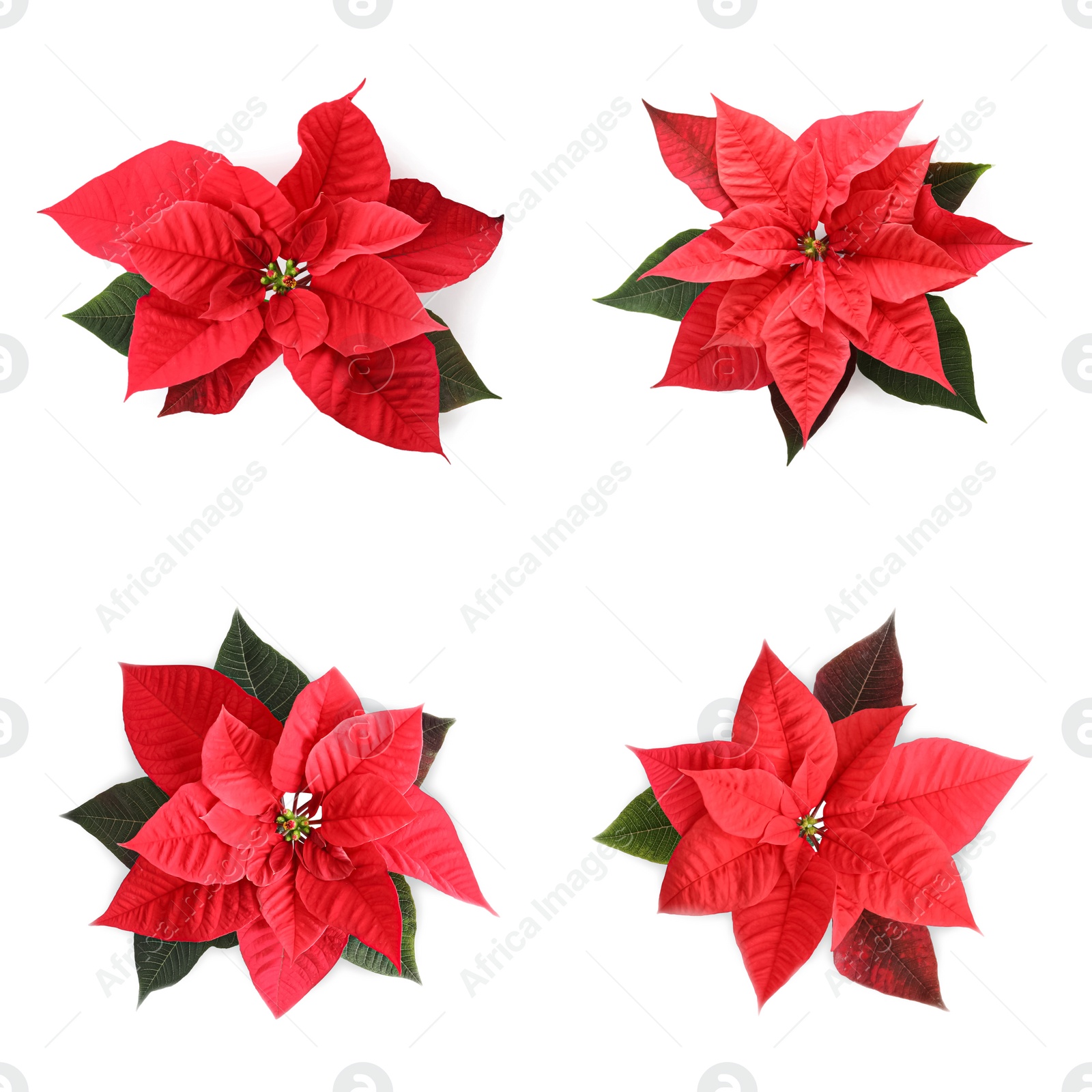 Image of Set of poinsettias on white background. top view. Christmas traditional flower