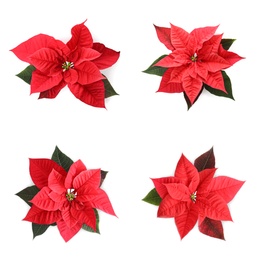 Set of poinsettias on white background. top view. Christmas traditional flower