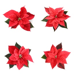 Image of Set of poinsettias on white background. top view. Christmas traditional flower