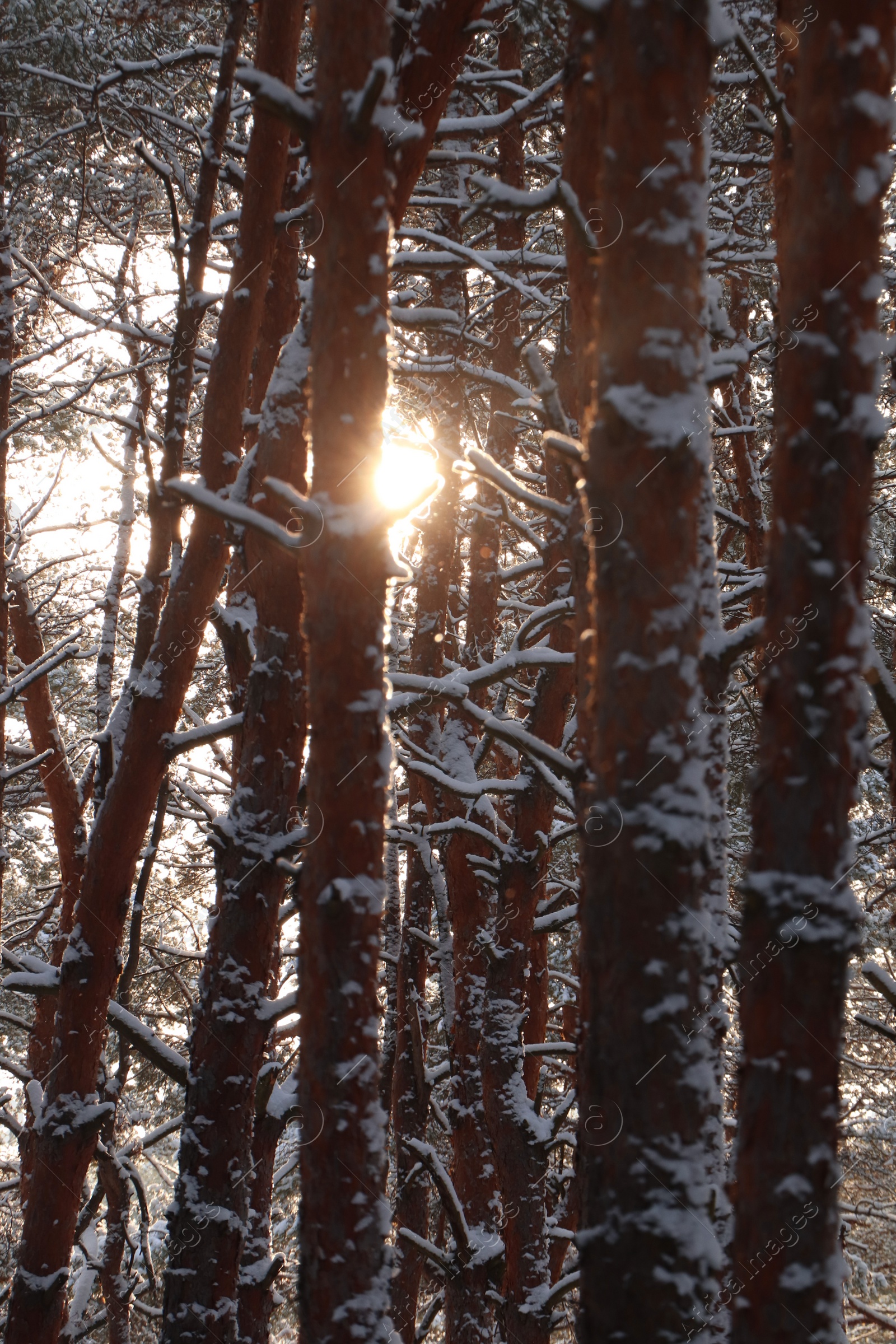 Photo of Picturesque view of beautiful snowy forest in winter morning