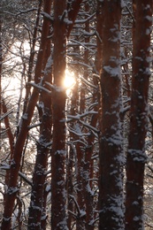 Photo of Picturesque view of beautiful snowy forest in winter morning