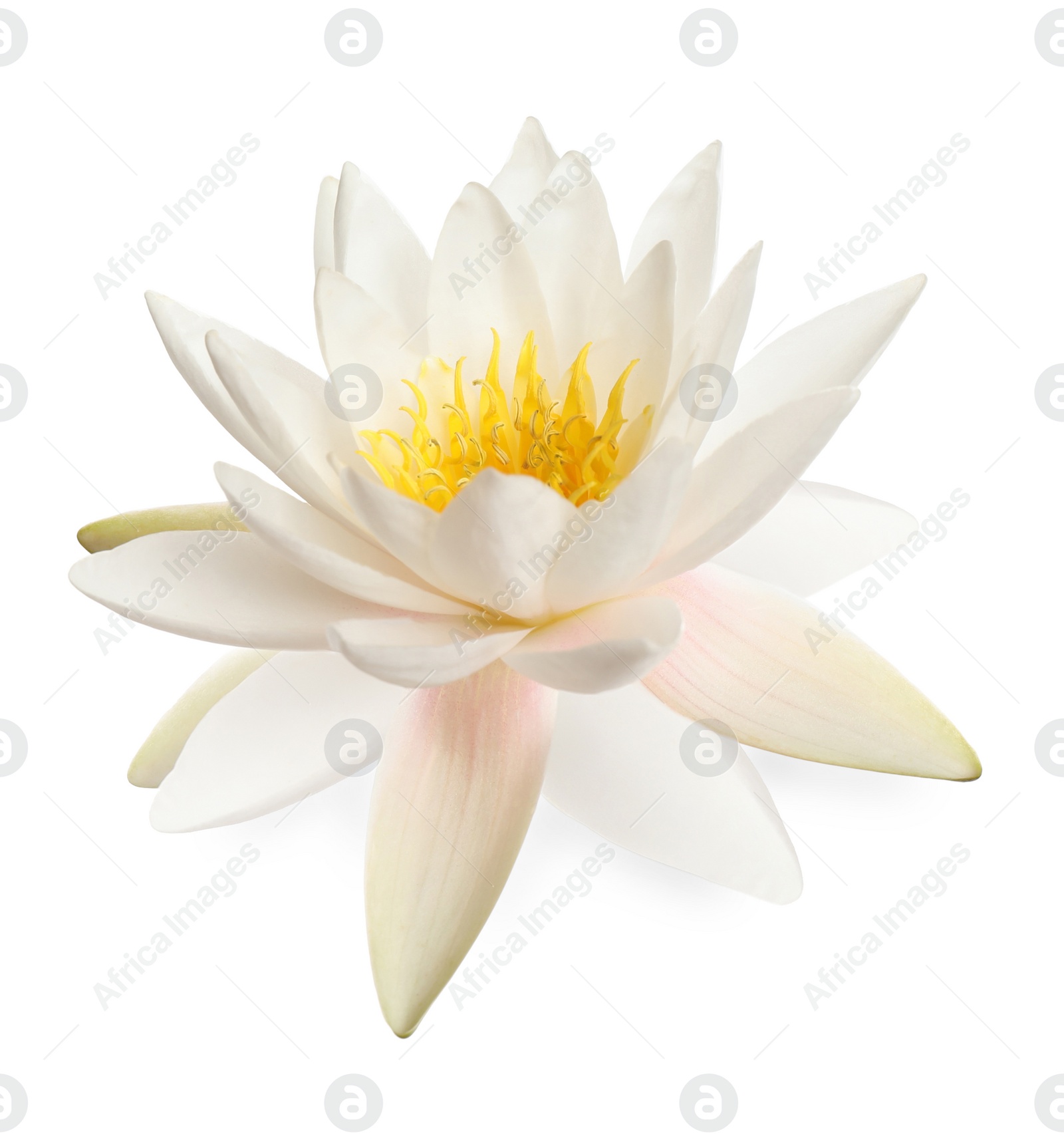 Image of Beautiful blooming lotus flower isolated on white