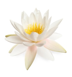 Beautiful blooming lotus flower isolated on white