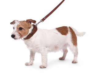 Photo of Cute dog walking on leash against white background