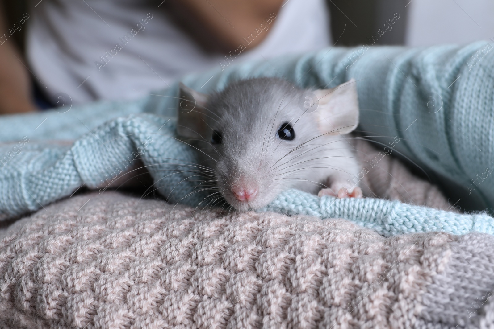 Photo of Cute small rat wrapped in knitted plaid, closeup