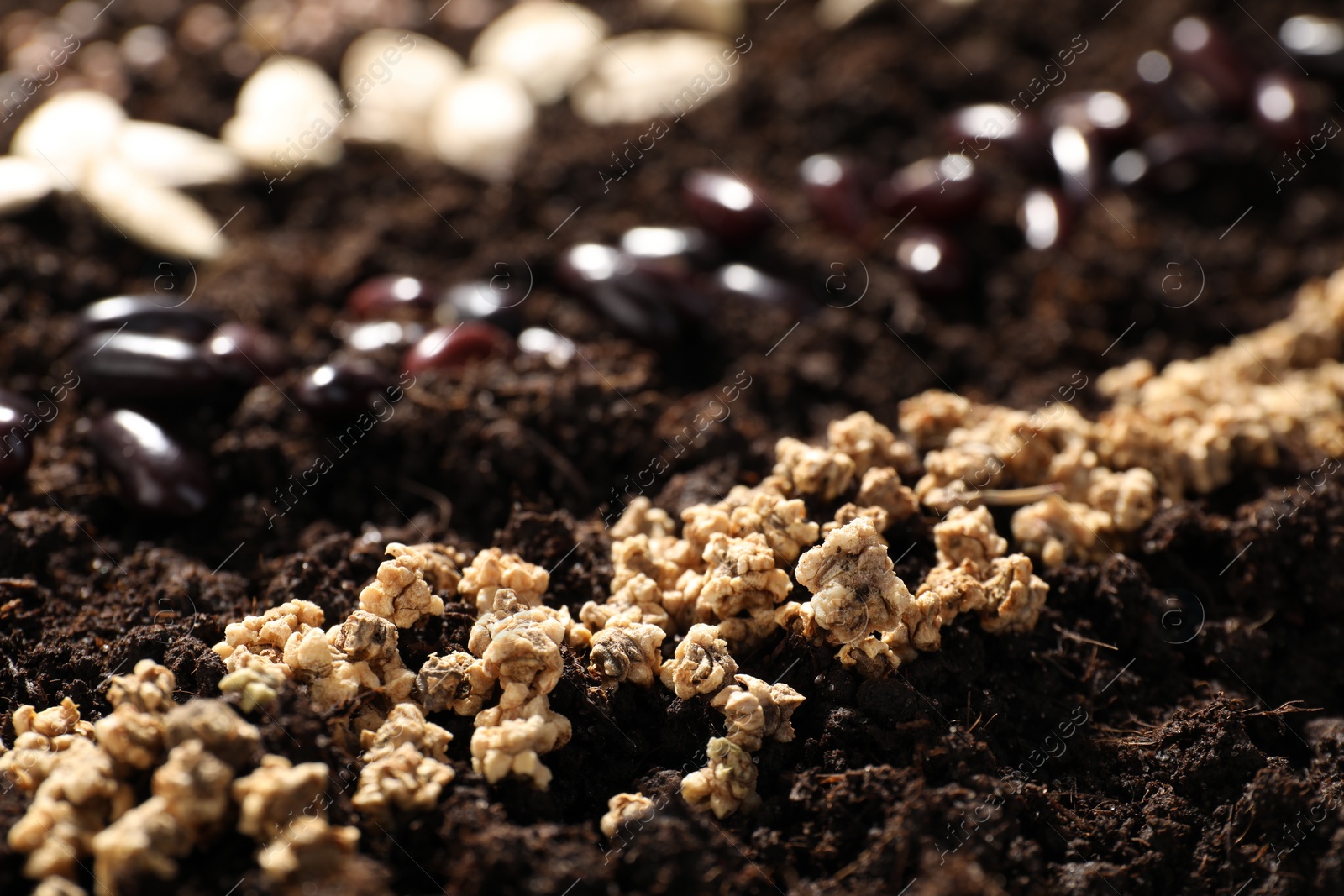 Photo of Beet seeds in fertile soil, closeup. Vegetables growing