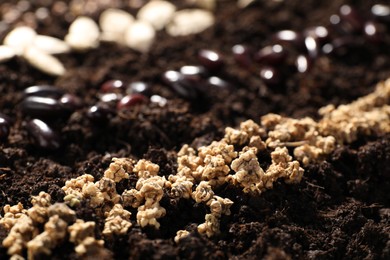 Photo of Beet seeds in fertile soil, closeup. Vegetables growing