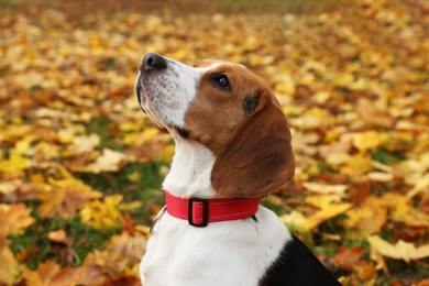 Photo of Adorable Beagle dog in stylish collar in autumn park