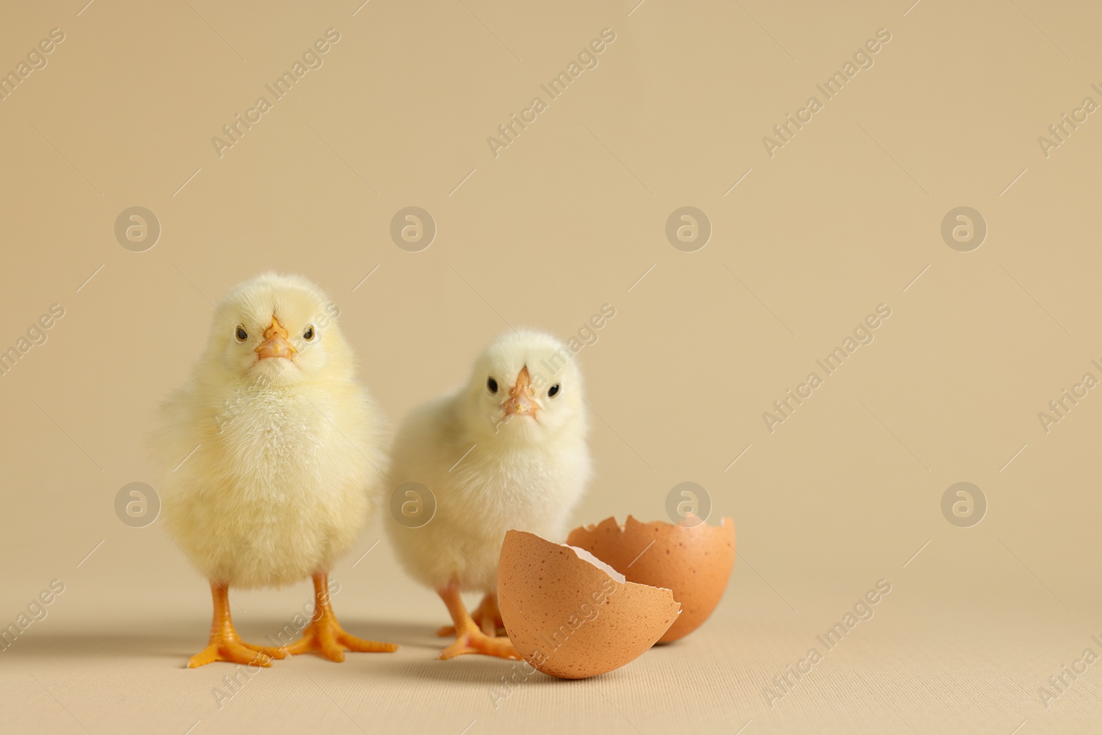 Photo of Two cute chicks and pieces of eggshell on beige background, closeup with space for text. Baby animals