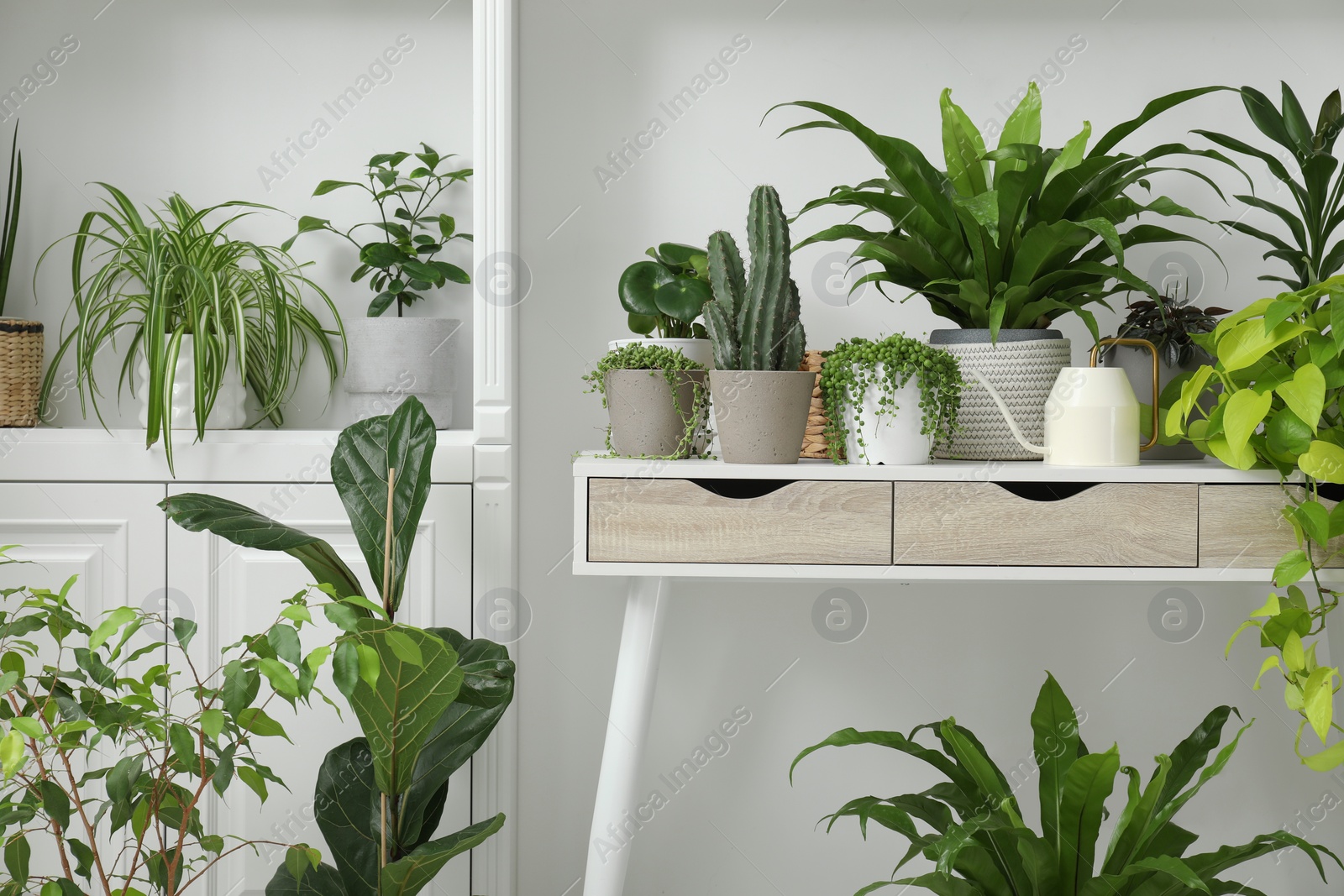 Photo of Many green potted houseplants on table indoors