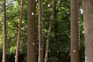 Photo of Beautiful view of lights hanging on trees in forest