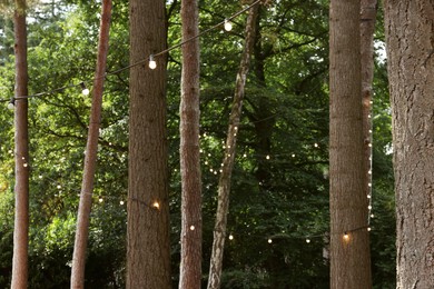 Beautiful view of lights hanging on trees in forest