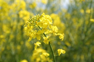 Photo of Beautiful rapeseed flowers blooming on blurred background, closeup