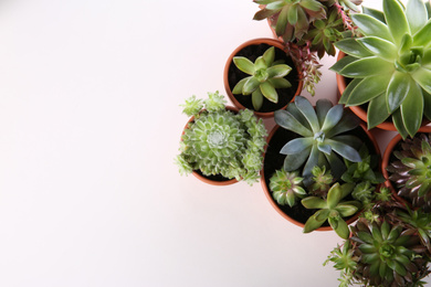 Beautiful potted echeverias on white background, flat lay with space for text. Succulent plants